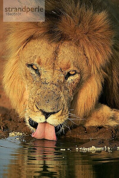 Löwe (Panthera leo)  adult  männlich  Portrait  am Wasser  trinkend  Tswalu Game Reserve  Kalahari  Nordkap  Südafrika