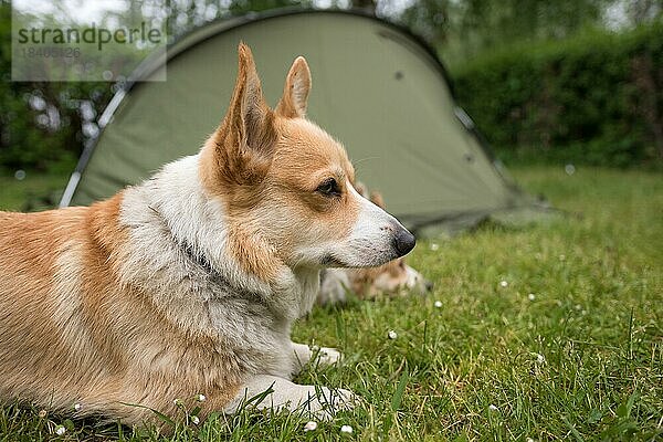 Welsh Corgi Pembroke Hunde bewachen das Campingzelt. Im Freien  Polen  Europa
