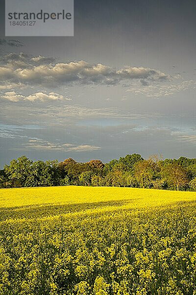 Landschaft im Frühling  ein gelb blühendes Rapsfeld zur goldenen Stunde am Abend nach einem Regenschauer  Baden-Württemberg  Deutschland  Europa