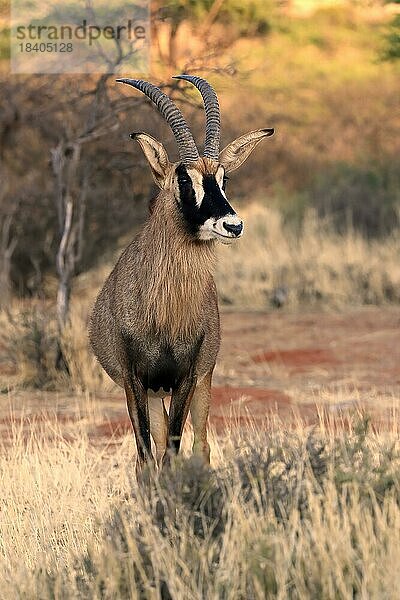 Pferdeantilope (Hippotragus equinus)  adult  wachsam  Tswalu Game Reserve  Kalahari  Nordkap  Südafrika