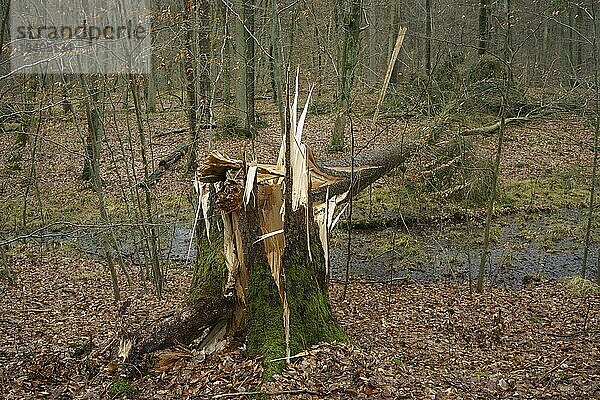 Eine vom Sturm umgestürzte Kiefer (Pinus sylvestris) liegt in einem Mischwald. Naturpark Barnim  Brandenburg  Landkreis Barnim  Eberswalde  Naturpark Barnim