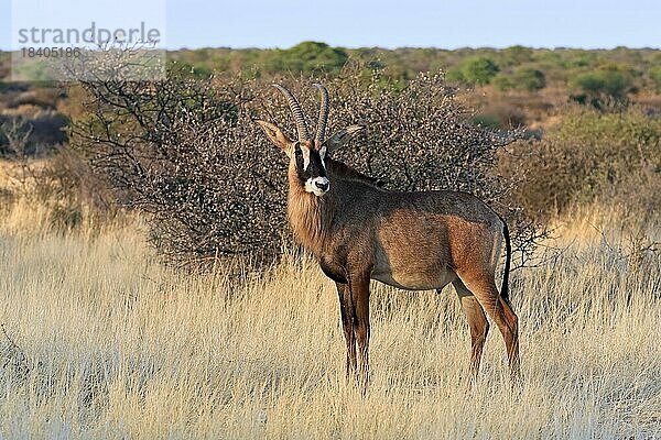 Pferdeantilope (Hippotragus equinus)  adult  wachsam  Tswalu Game Reserve  Kalahari  Nordkap  Südafrika