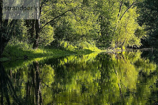 Baumspiegelung im Fluss Lippe  Lippstadt  Nordrhein-Westfalen