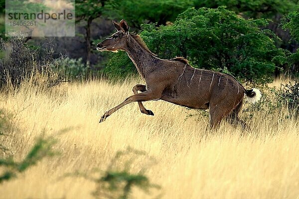 Sambesi Großkudu (Strepsiceros zambesiensis)  Großer Kudu  adult  weiblich  laufend  Tswalu Game Reserve  Kalahari  Nordkap  Südafrika