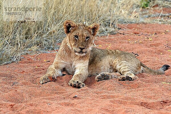 Löwe (Panthera leo)  Jungtier  ruhend  wachsam  Tswalu Game Reserve  Kalahari  Nordkap  Südafrika