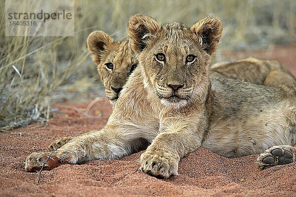 Löwe (Panthera leo)  zwei Jungtiere  wachsam  ruhend  Geschwister  Tswalu Game Reserve  Kalahari  Nordkap  Südafrika