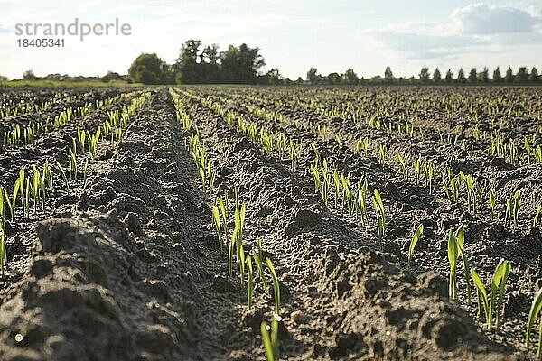 Junges Getreide wächst in Reihen auf einem Acker. Deutschland  Brandenburg  Landkreis Elbe-Elster  Finsterwalde