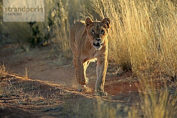 Löwe (Panthera leo)  adult  weiblich  wachsam  laufend  Tswalu Game Reserve  Kalahari  Nordkap  Südafrika