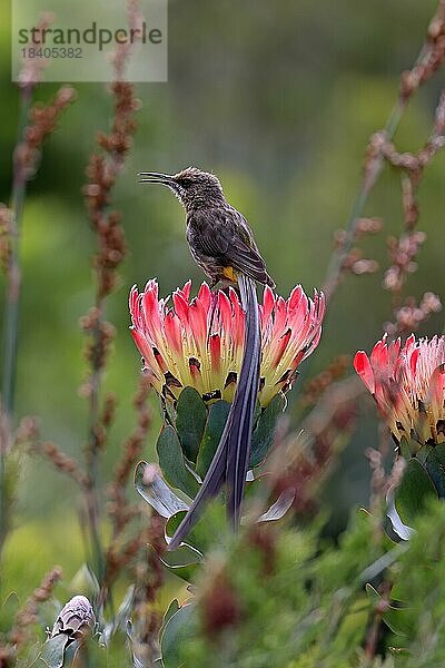 Kaphonigvogel (Promerops cafer)  adult  männlich  rufend  auf Blüte  Protea  wachsam  Kirstenbosch Botanischer Garten  Kapstadt  Südafrika
