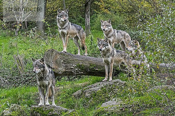 Wolfsrudel aus fünf eurasischen Wölfen  graue Wölfe (Canis lupus lupus) auf der Lauer  stehend auf einem umgestürzten Baumstamm im Wald im Herbst