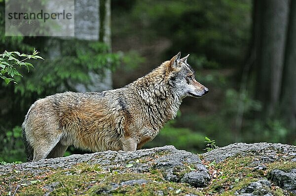 Europäischer Grauwolf (Canis lupus) in einem Waldgebiet  Bayerischer Wald  Deutschland  Europa