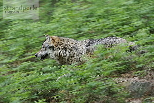 Europäischer Grauer Wolf (Canis lupus) läuft durch die Vegetation  Bayerischer Wald  Deutschland  Europa