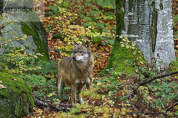 Europäischer Grauwolf (Canis lupus) im Herbstwald