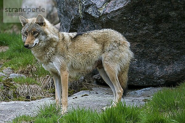 Europäischer Grauwolf (Canis lupus) im Sommer  Hälsingland  Schweden  Europa