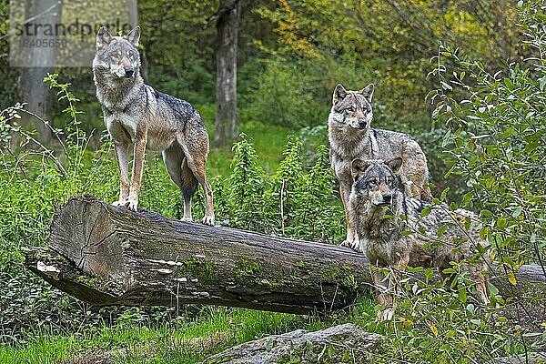 Wolfsrudel aus drei eurasischen Wölfen  graue Wölfe (Canis lupus lupus) auf der Lauer  stehend auf einem umgestürzten Baumstamm im Wald im Herbst