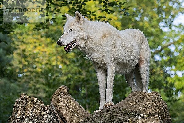 Hudson Bay Wolf  Arktischer Wolf (Canis lupus hudsonicus)  in Kanada beheimateter weißer Wolf