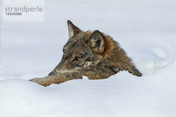 Nahaufnahme eines Grauwolfs (Canis lupus)  der sich im Winter im Schnee zusammengerollt ausruht