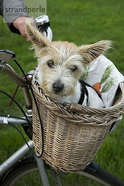 Rauhhaariger Jack Russell Terrier (Canis lupus familiaris) im Fahrradkorb