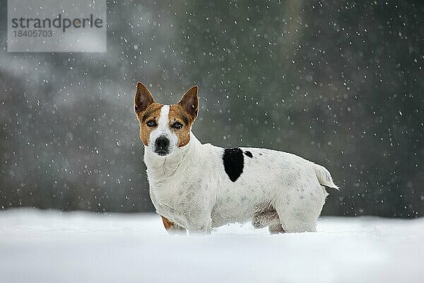 Jack Russell Terrier Hund im Schnee bei Schneefall im Winter
