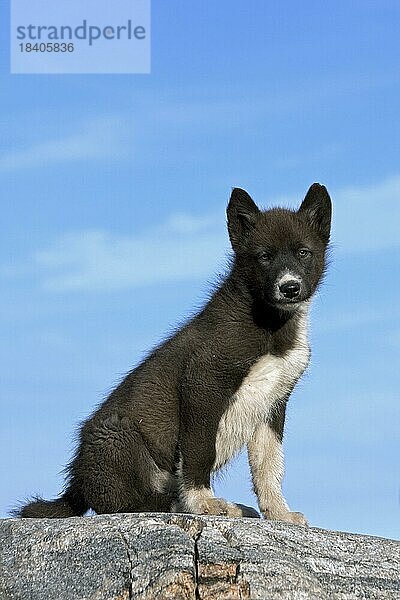 Haushund (Canis lupus familiaris)  Schlittenhundewelpe  Ilulissat  Westgrönland Grönland