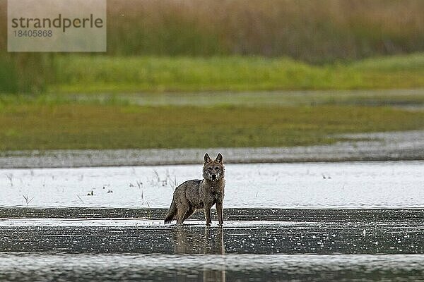Einsamer Europäischer Grauwolf (Canis lupus)  wilder Grauwolf im seichten Wasser eines Teiches  Sachsen  Deutschland  Europa
