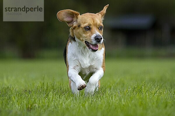 Tricolour Beagle Hund läuft im Garten