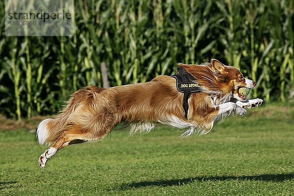 Border Collie (Canis lupus familiaris) läuft mit Ball im Maul