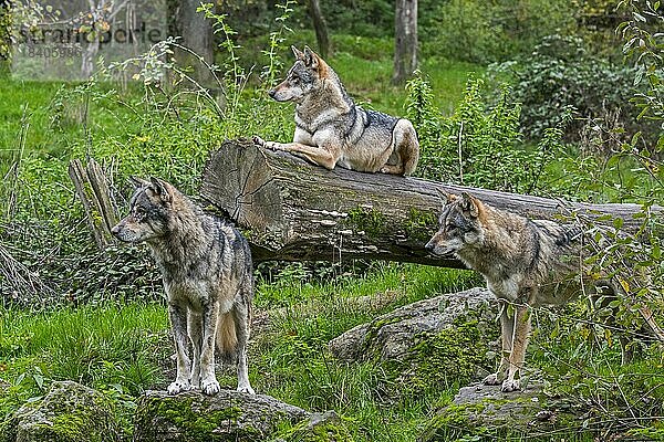 Wolfsrudel mit drei eurasischen Wölfen  graue Wölfe (Canis lupus lupus) auf der Lauer im Wald im Herbst