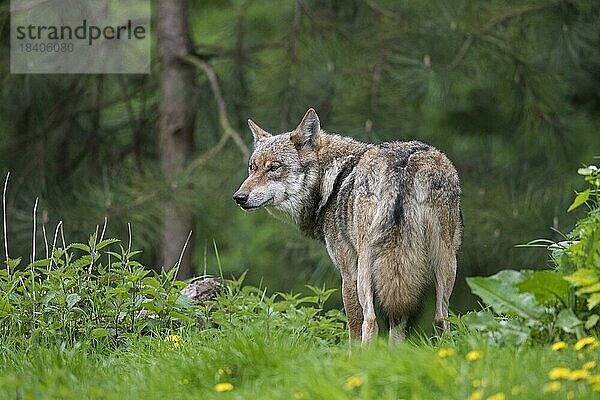 Einzelner Eurasischer Wolf (Canis lupus)  Europäischer Grauwolf  Grauer Wolf bei der Futtersuche auf einer Wiese am Rande eines Kiefernwaldes