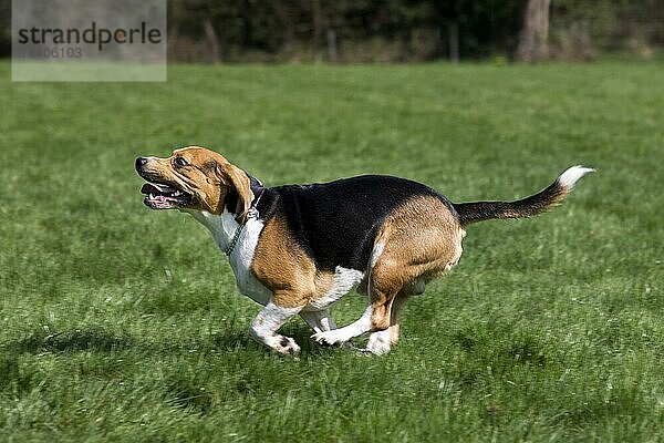 Beagle (Canis lupus familiaris) läuft im Garten
