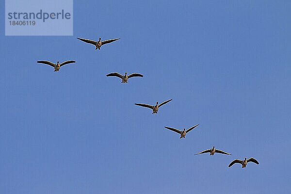 Ziehender Graugänseschwarm  Graugänse (Anser anser) fliegen in Formation vor blauem Himmel