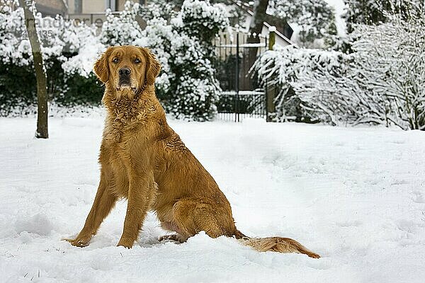 Golden Retriever (Canis lupus familiaris) sitzend im Garten im Schnee im Winter