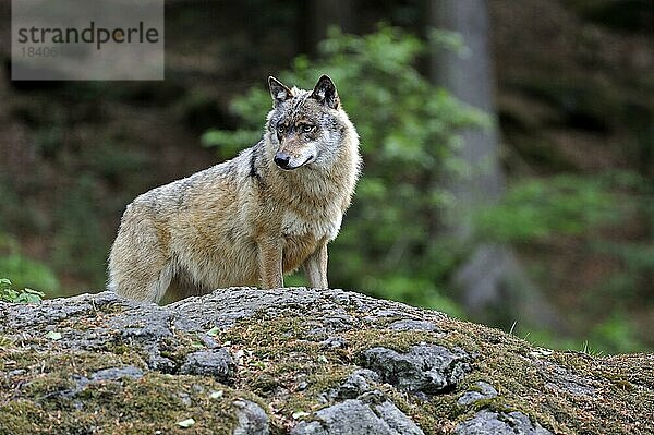Europäischer Grauwolf (Canis lupus) in einem Waldgebiet  Bayerischer Wald  Deutschland  Europa