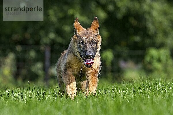 Deutscher Haushund (Canis lupus familiaris) läuft auf einer Wiese