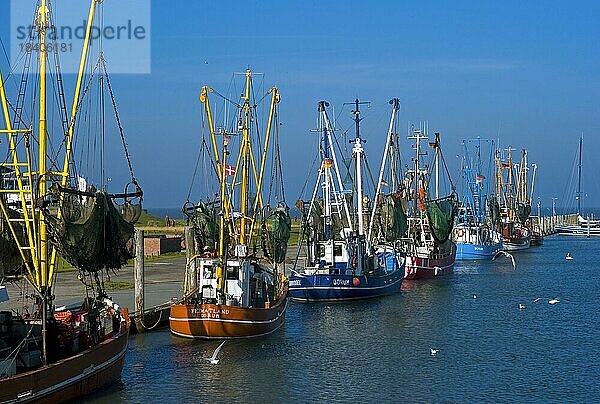 Krabbenkutter im Hafen von Dorum Neufeld im Landkreis Cuxhaven  Deutschland  Europa