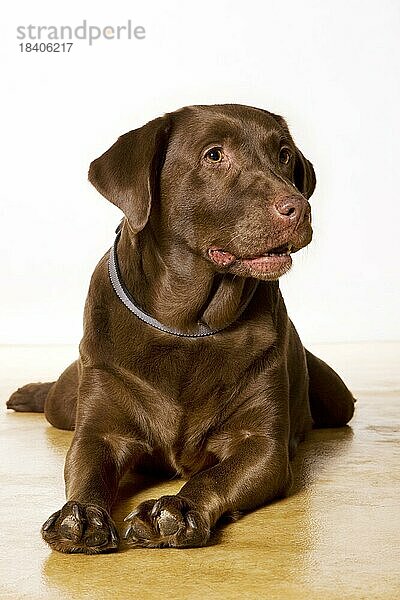 Labrador Retriever Haushund (Canis lupus familiaris) Porträt