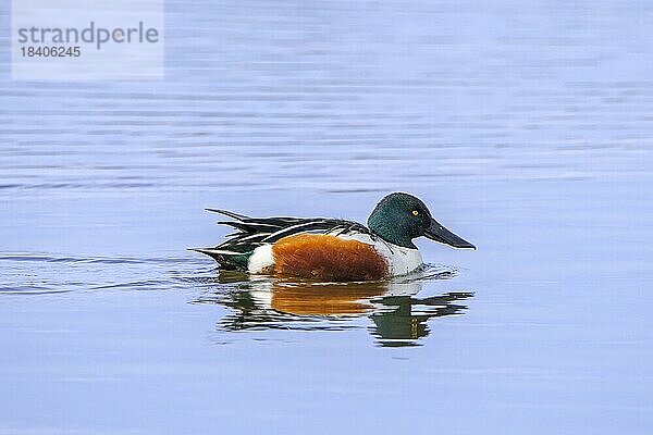 Löffelente (Anas clypeata)  erwachsenes Männchen  Erpel schwimmend im Teich im Winter