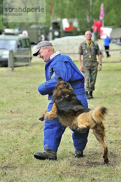 Militärischer Kampfhund  Belgischer Schäferhund  Malinois  beißt Mann in Schutzkleidung während einer Trainingseinheit der belgischen Armee  Belgien  Europa