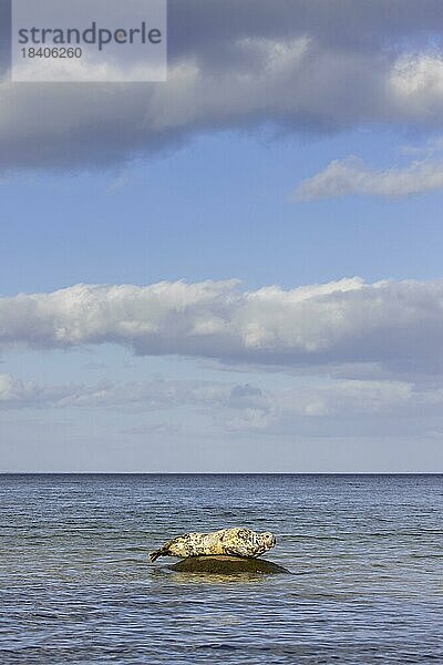 Kegelrobbe (Halichoerus grypus)  Kegelrobbe auf einem Felsen im Meer ruhend