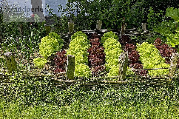 Salatanbau im Freilichtmuseum Klockenhagen  Landkreis Ribnitz Damgarten  Deutschland  Europa