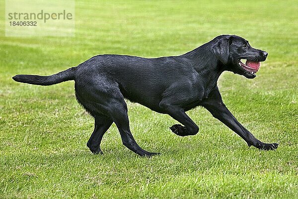 Schwarzer Labrador (Canis lupus familiaris) läuft mit Ball im Maul im Garten
