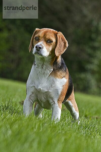 Tricolour Beagle Hund im Garten