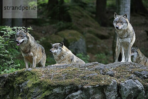 Europäisches GrauWolf (Canis lupus) beim Absuchen des Waldes nach Beute vom Felsen  Bayerischer Wald  Deutschland  Europa