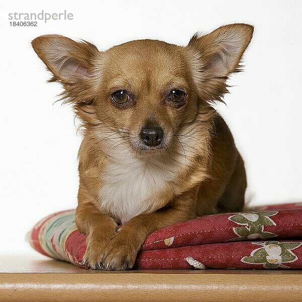 Langhaariger hellbrauner Haushund (Canis lupus familiaris) Porträt