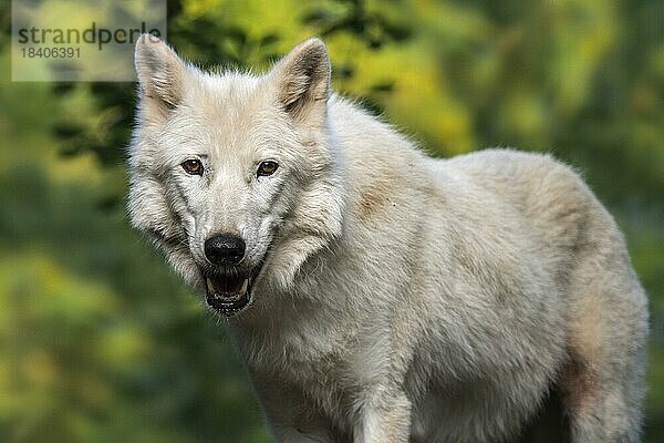 Hudson Bay Wolf  Arktischer Wolf (Canis lupus hudsonicus)  in Kanada beheimateter weißer Wolf