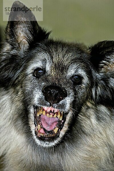 Alter furchterregender belgischer Tervuren Schäferhund mit offenem Maul und hässlichen  verfaulten Zähnen
