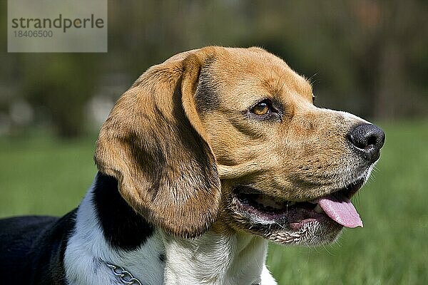 Beagle (Canis lupus familiaris) im Garten