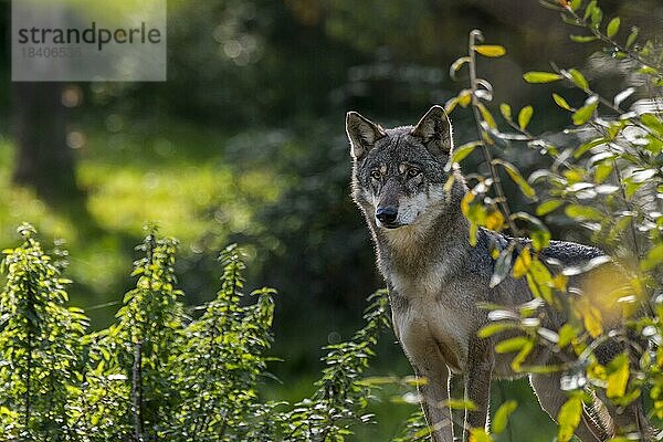 Einsamer Europäischer Wolf (Canis lupus lupus)  einsamer grauer Wolf auf der Jagd im Wald im Herbst  Herbst