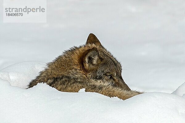 Nahaufnahme eines Grauwolfs (Canis lupus)  der sich im Winter im Schnee zusammengerollt ausruht