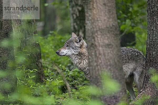 Einsamer eurasischer Wolf (Canis lupus)  Europäischer Grauwolf  Grauer Wolf bei der Jagd im Wald